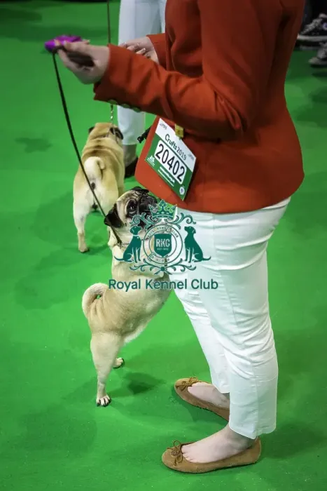 Framed Print : Crufts 2019 - Day Four, NEC, UK - 10 Mar 2019 Framed Print : Crufts 2019 - Day Four, NEC, UK - 10 Mar 2019