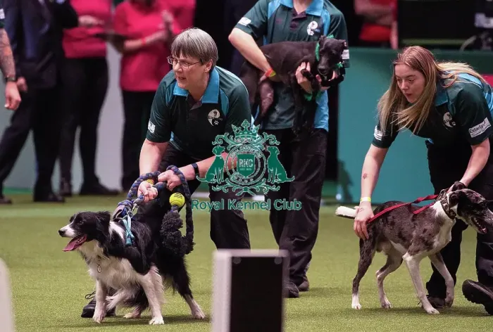 Framed Print : Crufts 2019 - Day Four, NEC, UK - 10 Mar 2019 Framed Print : Crufts 2019 - Day Four, NEC, UK - 10 Mar 2019