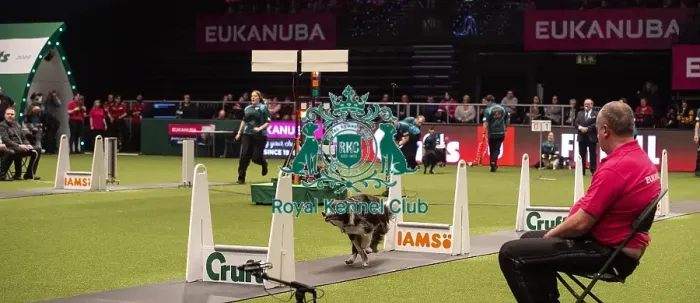 Framed Print : Crufts 2019 - Day Four, NEC, UK - 10 Mar 2019 Framed Print : Crufts 2019 - Day Four, NEC, UK - 10 Mar 2019