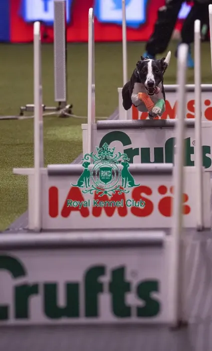Framed Print : Crufts 2019 - Day Four, NEC, UK - 10 Mar 2019