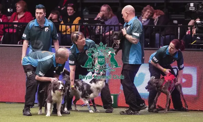 Framed Print : Crufts 2019 - Day Four, NEC, UK - 10 Mar 2019 Framed Print : Crufts 2019 - Day Four, NEC, UK - 10 Mar 2019
