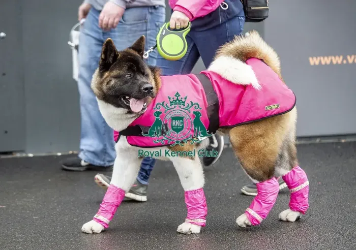 Framed Print : Crufts 2019 - Day Four, NEC, UK - 10 Mar 2019 Framed Print : Crufts 2019 - Day Four, NEC, UK - 10 Mar 2019