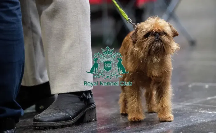 Framed Print : Crufts 2019 - Day Four, NEC, UK - 10 Mar 2019 Framed Print : Crufts 2019 - Day Four, NEC, UK - 10 Mar 2019