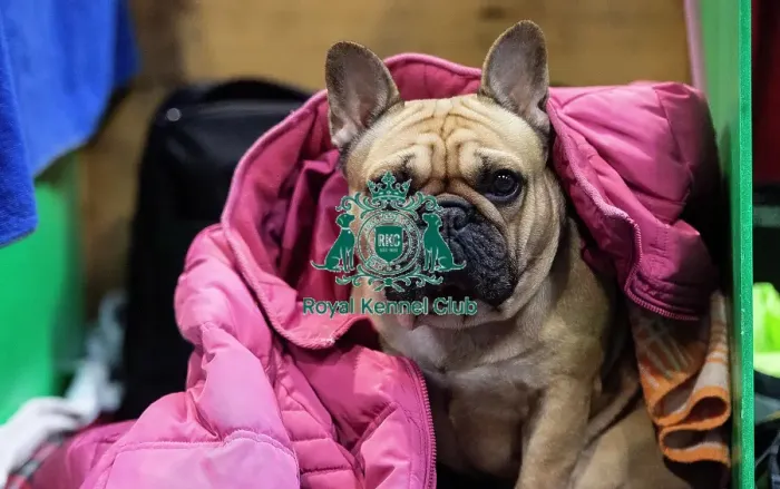 Framed Print : Crufts 2019 - Day Four, NEC, UK - 10 Mar 2019 Framed Print : Crufts 2019 - Day Four, NEC, UK - 10 Mar 2019