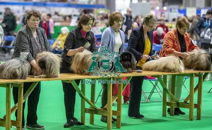 Framed Print : Crufts 2019 - Day Four, NEC, UK - 10 Mar 2019