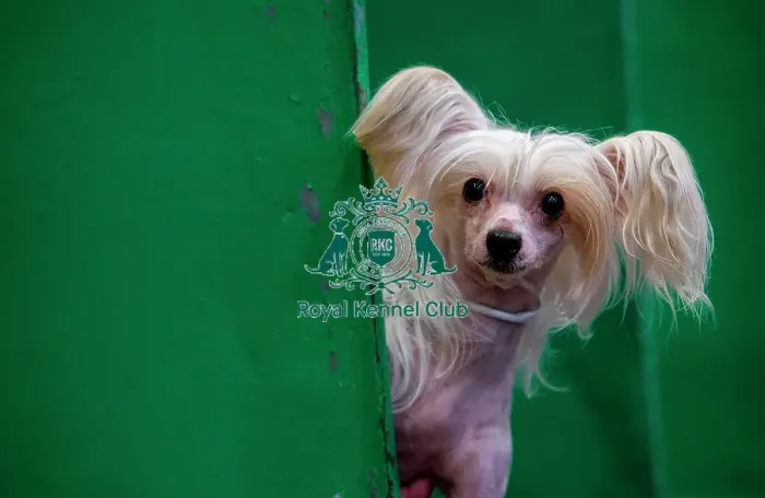 Framed Print : Crufts 2019 - Day Four, NEC, UK - 10 Mar 2019 Framed Print : Crufts 2019 - Day Four, NEC, UK - 10 Mar 2019