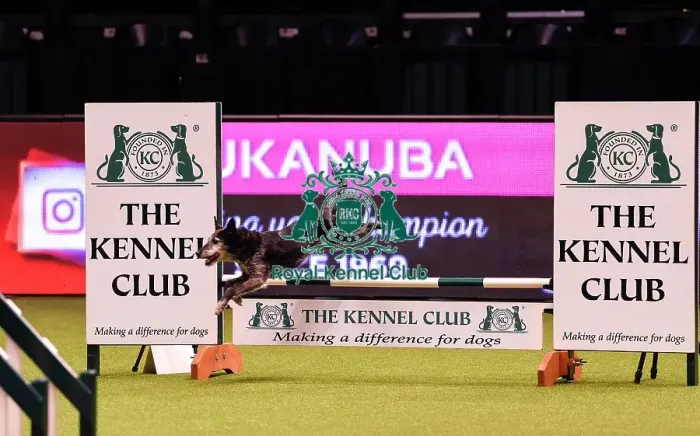 Framed Print : Crufts 2019 - Day Four, NEC, UK - 10 Mar 2019 Framed Print : Crufts 2019 - Day Four, NEC, UK - 10 Mar 2019