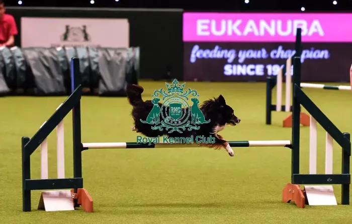 Framed Print : Crufts 2019 - Day Four, NEC, UK - 10 Mar 2019 Framed Print : Crufts 2019 - Day Four, NEC, UK - 10 Mar 2019