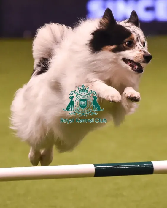 Framed Print : Crufts 2019 - Day Four, NEC, UK - 10 Mar 2019 Framed Print : Crufts 2019 - Day Four, NEC, UK - 10 Mar 2019