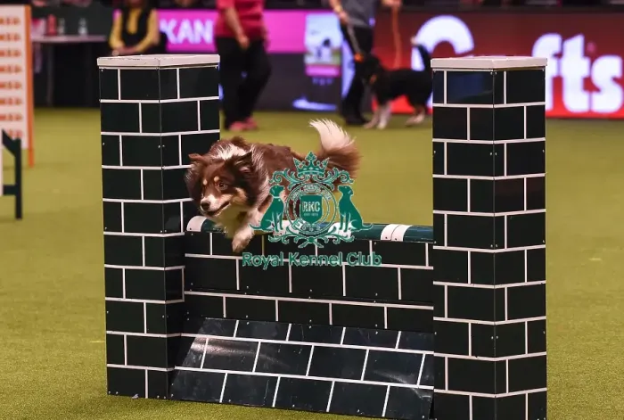 Framed Print : Crufts 2019 - Day Four, NEC, UK - 10 Mar 2019 Framed Print : Crufts 2019 - Day Four, NEC, UK - 10 Mar 2019