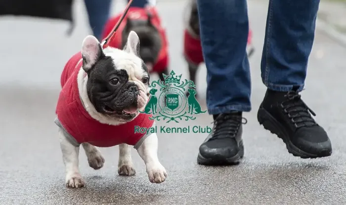 Framed Print : Crufts 2019 - Day Four, NEC, UK - 10 Mar 2019 Framed Print : Crufts 2019 - Day Four, NEC, UK - 10 Mar 2019