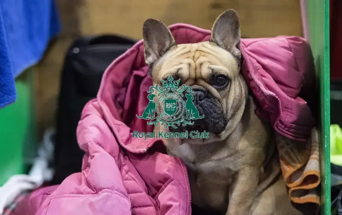 Framed Print : Crufts 2019 - Day Four, NEC, UK - 10 Mar 2019
