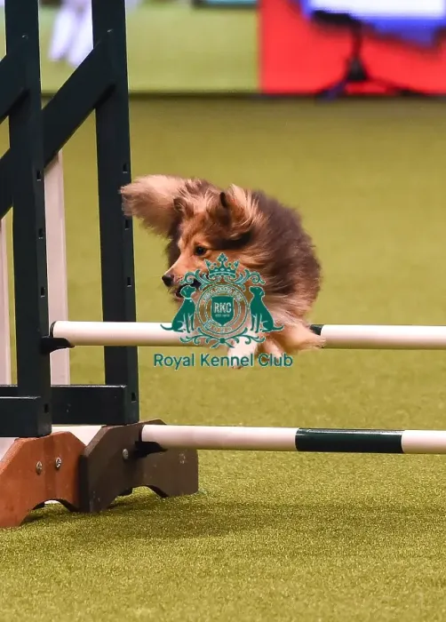 Framed Print : Crufts 2019 - Day Four, NEC, UK - 10 Mar 2019