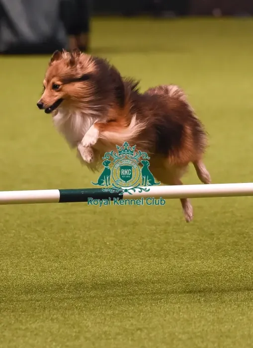 Framed Print : Crufts 2019 - Day Four, NEC, UK - 10 Mar 2019 Framed Print : Crufts 2019 - Day Four, NEC, UK - 10 Mar 2019