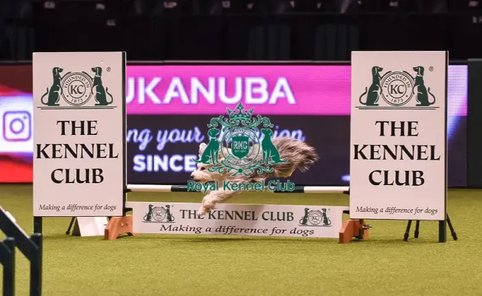 Framed Print : Crufts 2019 - Day Four, NEC, UK - 10 Mar 2019