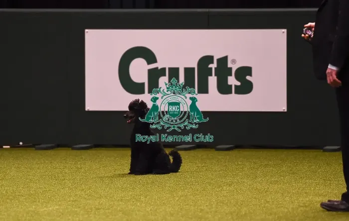 Framed Print : Crufts 2019 - Day Four, NEC, UK - 10 Mar 2019 Framed Print : Crufts 2019 - Day Four, NEC, UK - 10 Mar 2019
