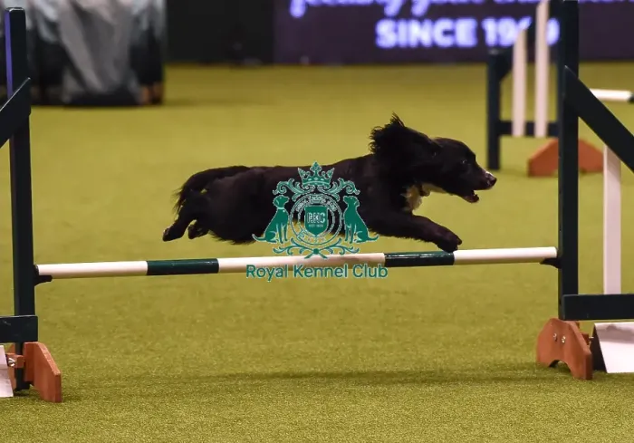 Framed Print : Crufts 2019 - Day Four, NEC, UK - 10 Mar 2019 Framed Print : Crufts 2019 - Day Four, NEC, UK - 10 Mar 2019