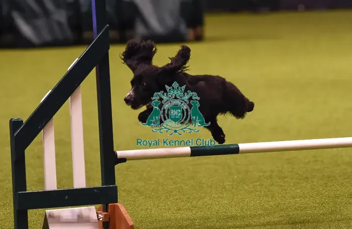 Framed Print : Crufts 2019 - Day Four, NEC, UK - 10 Mar 2019