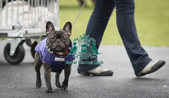 Framed Print : Crufts 2019 - Day Four, NEC, UK - 10 Mar 2019 Framed Print : Crufts 2019 - Day Four, NEC, UK - 10 Mar 2019