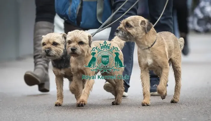 Framed Print : Crufts 2019 - Day Four, NEC, UK - 10 Mar 2019