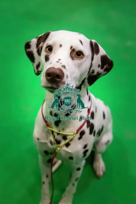 Framed Print : Crufts 2019 - Day Four, NEC, UK - 10 Mar 2019