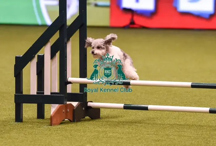 Framed Print : Crufts 2019 - Day Four, NEC, UK - 10 Mar 2019 Framed Print : Crufts 2019 - Day Four, NEC, UK - 10 Mar 2019