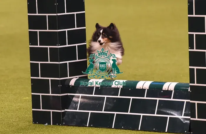 Framed Print : Crufts 2019 - Day Four, NEC, UK - 10 Mar 2019 Framed Print : Crufts 2019 - Day Four, NEC, UK - 10 Mar 2019