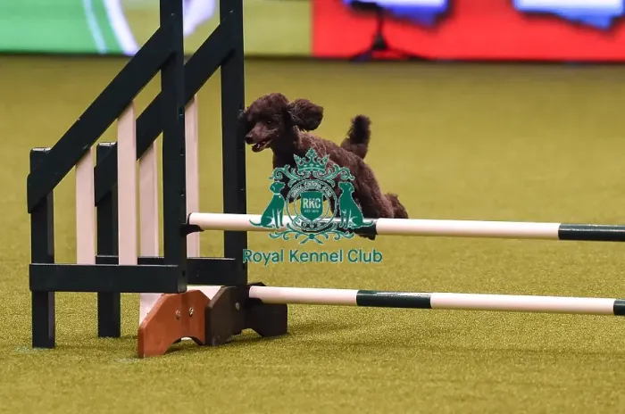 Framed Print : Crufts 2019 - Day Four, NEC, UK - 10 Mar 2019 Framed Print : Crufts 2019 - Day Four, NEC, UK - 10 Mar 2019
