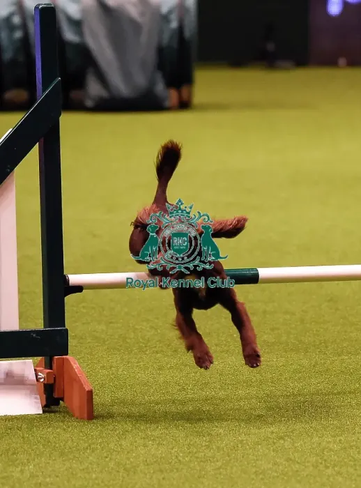 Framed Print : Crufts 2019 - Day Four, NEC, UK - 10 Mar 2019