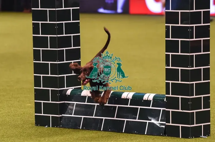 Framed Print : Crufts 2019 - Day Four, NEC, UK - 10 Mar 2019 Framed Print : Crufts 2019 - Day Four, NEC, UK - 10 Mar 2019