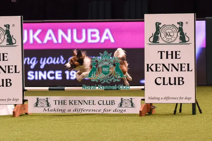 Framed Print : Crufts 2019 - Day Four, NEC, UK - 10 Mar 2019 Framed Print : Crufts 2019 - Day Four, NEC, UK - 10 Mar 2019