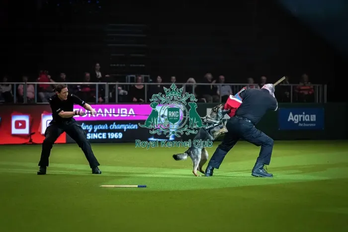 Framed Print : Crufts 2019 - Day One, NEC, UK - 7 Mar 2019 Framed Print : Crufts 2019 - Day One, NEC, UK - 7 Mar 2019