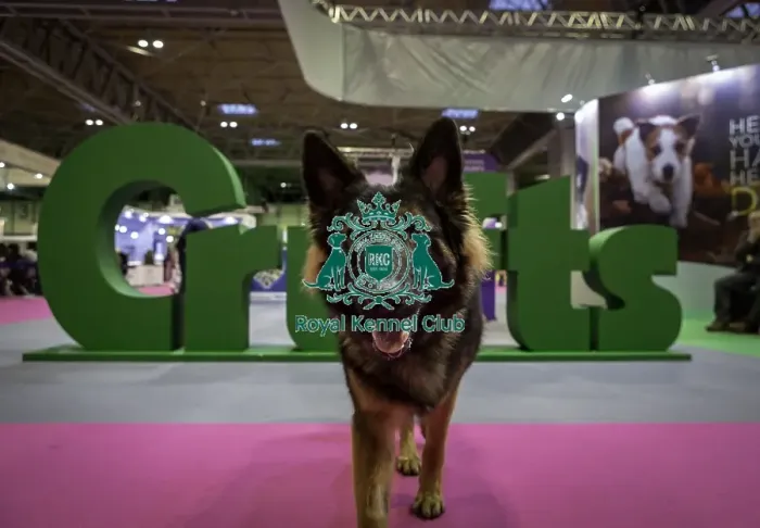 Framed Print : Crufts 2019 - Day One, NEC, UK - 7 Mar 2019