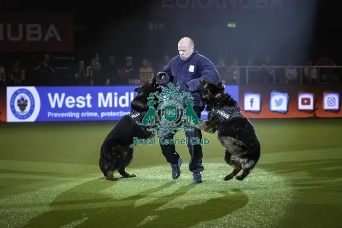 Framed Print : Crufts 2019 - Day One, NEC, UK - 7 Mar 2019 Framed Print : Crufts 2019 - Day One, NEC, UK - 7 Mar 2019