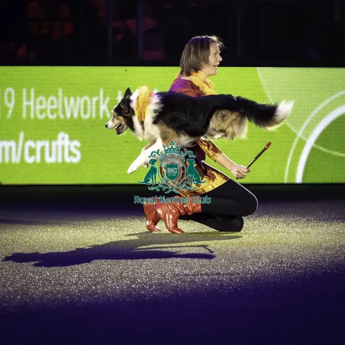 Framed Print : Crufts 2019 - Day One, NEC, UK - 7 Mar 2019 Framed Print : Crufts 2019 - Day One, NEC, UK - 7 Mar 2019