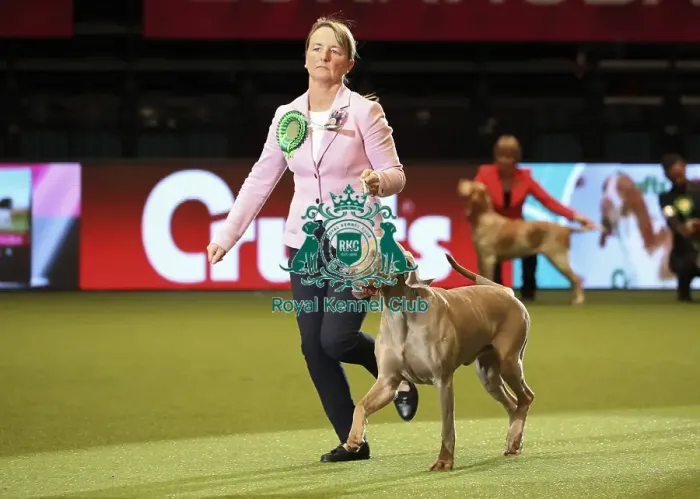 Framed Print : Crufts 2019 - Day One, NEC, UK - 7 Mar 2019 Framed Print : Crufts 2019 - Day One, NEC, UK - 7 Mar 2019