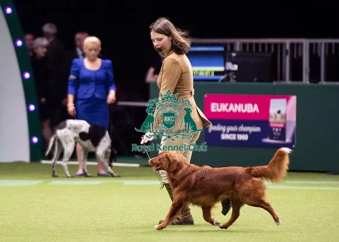 Framed Print : Crufts 2019 - Day One, NEC, UK - 7 Mar 2019