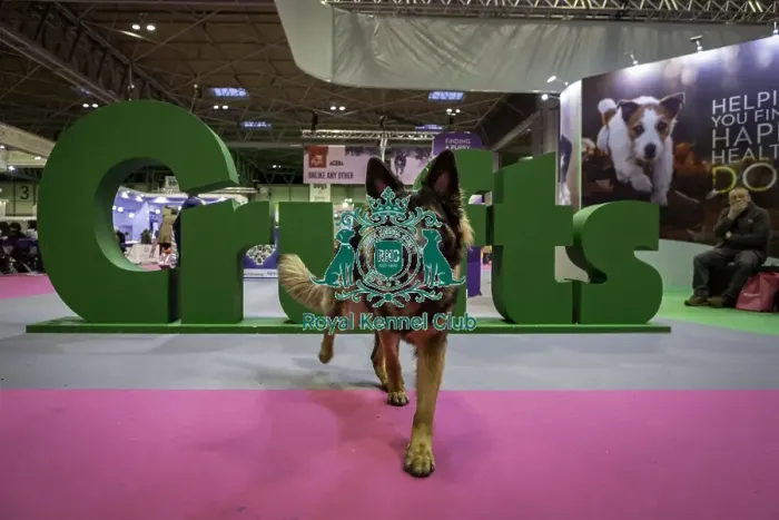 Framed Print : Crufts 2019 - Day One, NEC, UK - 7 Mar 2019