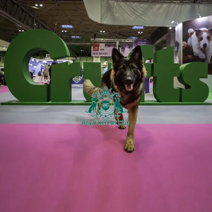 Framed Print : Crufts 2019 - Day One, NEC, UK - 7 Mar 2019
