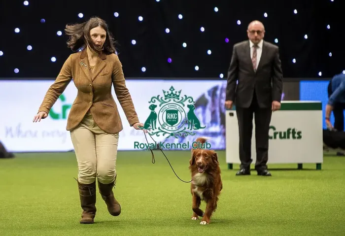 Framed Print : Crufts 2019 - Day One, NEC, UK - 7 Mar 2019 Framed Print : Crufts 2019 - Day One, NEC, UK - 7 Mar 2019