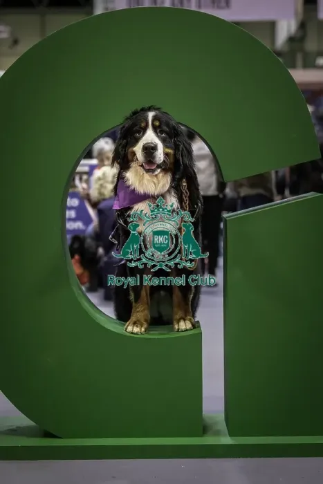 Framed Print : Crufts 2019 - Day One, NEC, UK - 7 Mar 2019 Framed Print : Crufts 2019 - Day One, NEC, UK - 7 Mar 2019