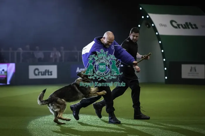 Framed Print : Crufts 2019 - Day One, NEC, UK - 7 Mar 2019 Framed Print : Crufts 2019 - Day One, NEC, UK - 7 Mar 2019