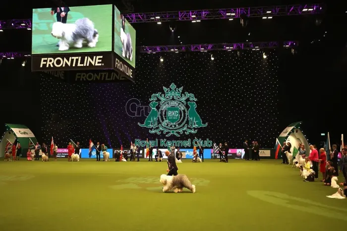Framed Print : Crufts 2019 - Day One, NEC, UK - 7 Mar 2019