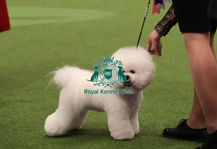 Framed Print : Crufts 2019 - Day One, NEC, UK - 7 Mar 2019