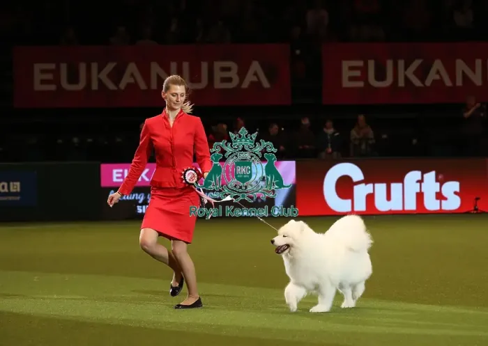 Framed Print : Crufts 2019 - Day One, NEC, UK - 7 Mar 2019 Framed Print : Crufts 2019 - Day One, NEC, UK - 7 Mar 2019