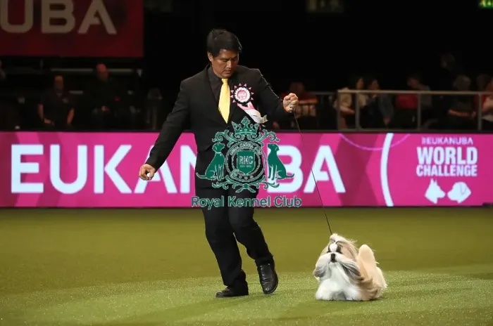 Framed Print : Crufts 2019 - Day One, NEC, UK - 7 Mar 2019 Framed Print : Crufts 2019 - Day One, NEC, UK - 7 Mar 2019