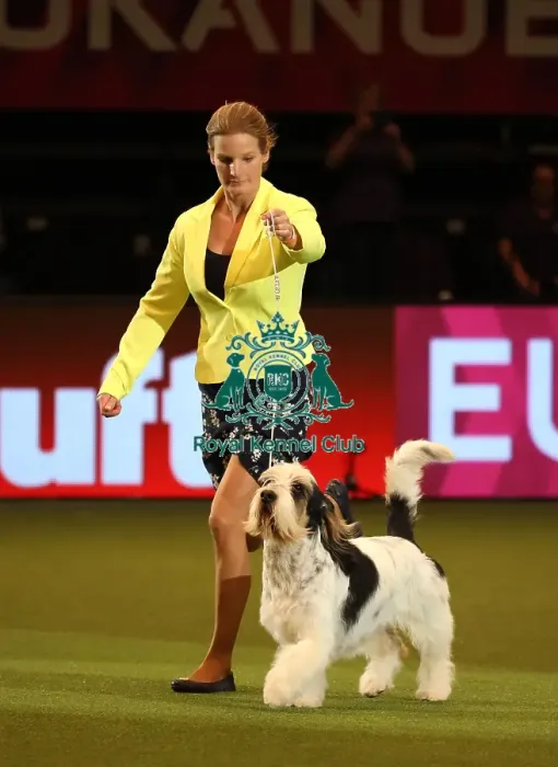 Framed Print : Crufts 2019 - Day One, NEC, UK - 7 Mar 2019 Framed Print : Crufts 2019 - Day One, NEC, UK - 7 Mar 2019