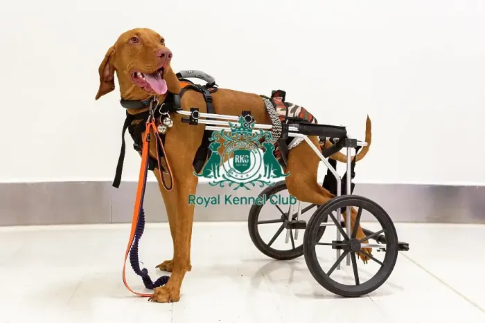 Framed Print : Crufts 2019 - Day One, NEC, UK - 7 Mar 2019 Framed Print : Crufts 2019 - Day One, NEC, UK - 7 Mar 2019