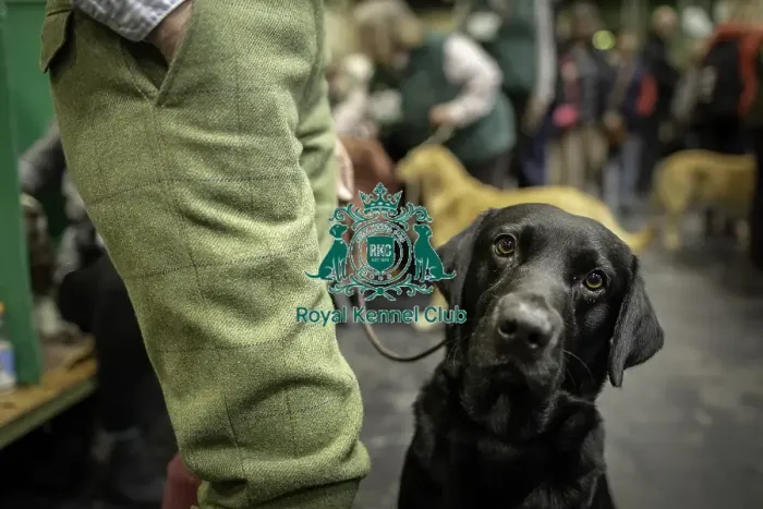 Framed Print : Crufts 2019 - Day One, NEC, UK - 7 Mar 2019 Framed Print : Crufts 2019 - Day One, NEC, UK - 7 Mar 2019