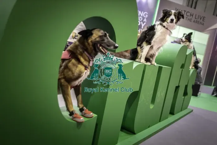Framed Print : Crufts 2019 - Day One, NEC, UK - 7 Mar 2019 Framed Print : Crufts 2019 - Day One, NEC, UK - 7 Mar 2019